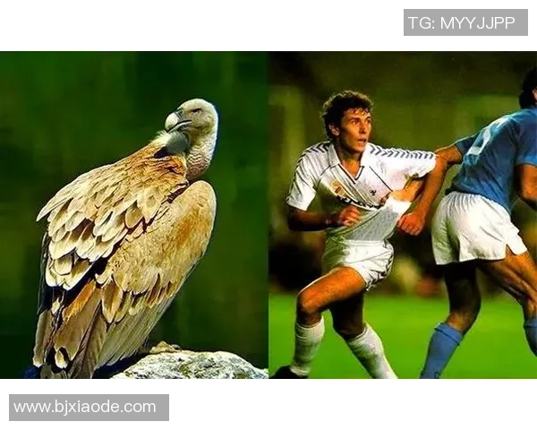 足球明星怪兽揭秘：他们背后的传奇故事与不为人知的秘密